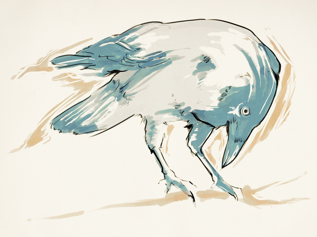 work sample-Crow, digital illustration